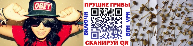 Псилоцибиновые грибы Psilocybine cubensis Гусь-Хрустальный